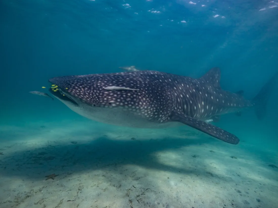 Swimming with whale sharks at Mafia Island